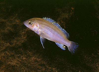 Labidochromis pallidus 'Maleri Island'